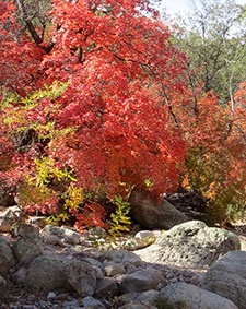 Galiuro Mtns